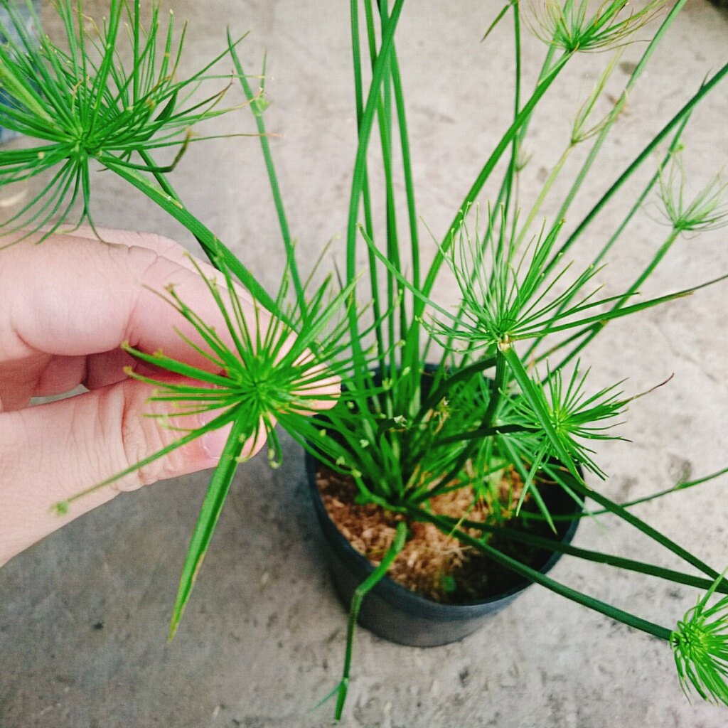 Cây Thủy Trúc Thái - cây cảnh thủy sinh
