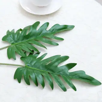 800+ Gambar Daun Tropis HD Terbaru 800+ Gambar Daun Tropis HD Terbaru