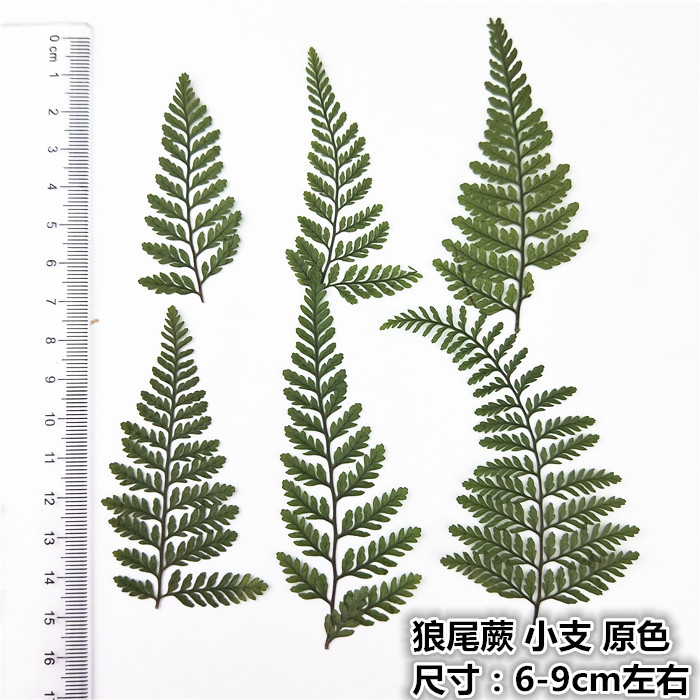 12 Mẫu Thực Vật Hoa Ép Khô Lá Gutta Percha