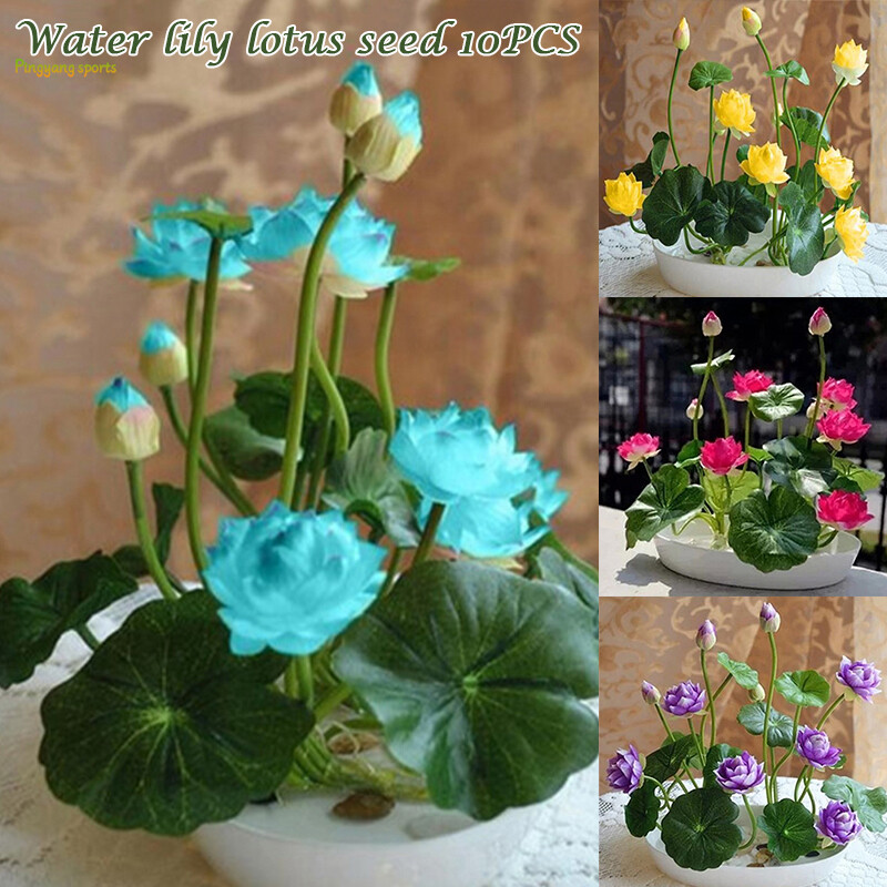 Ti-M 10 Pcs Water Lily Lotus Seed Four Season Indoor Flowering Home Garden Water Four Season Indoor Flowering 10 Pcs Home Garden Multicolor Lily Lotus Seed