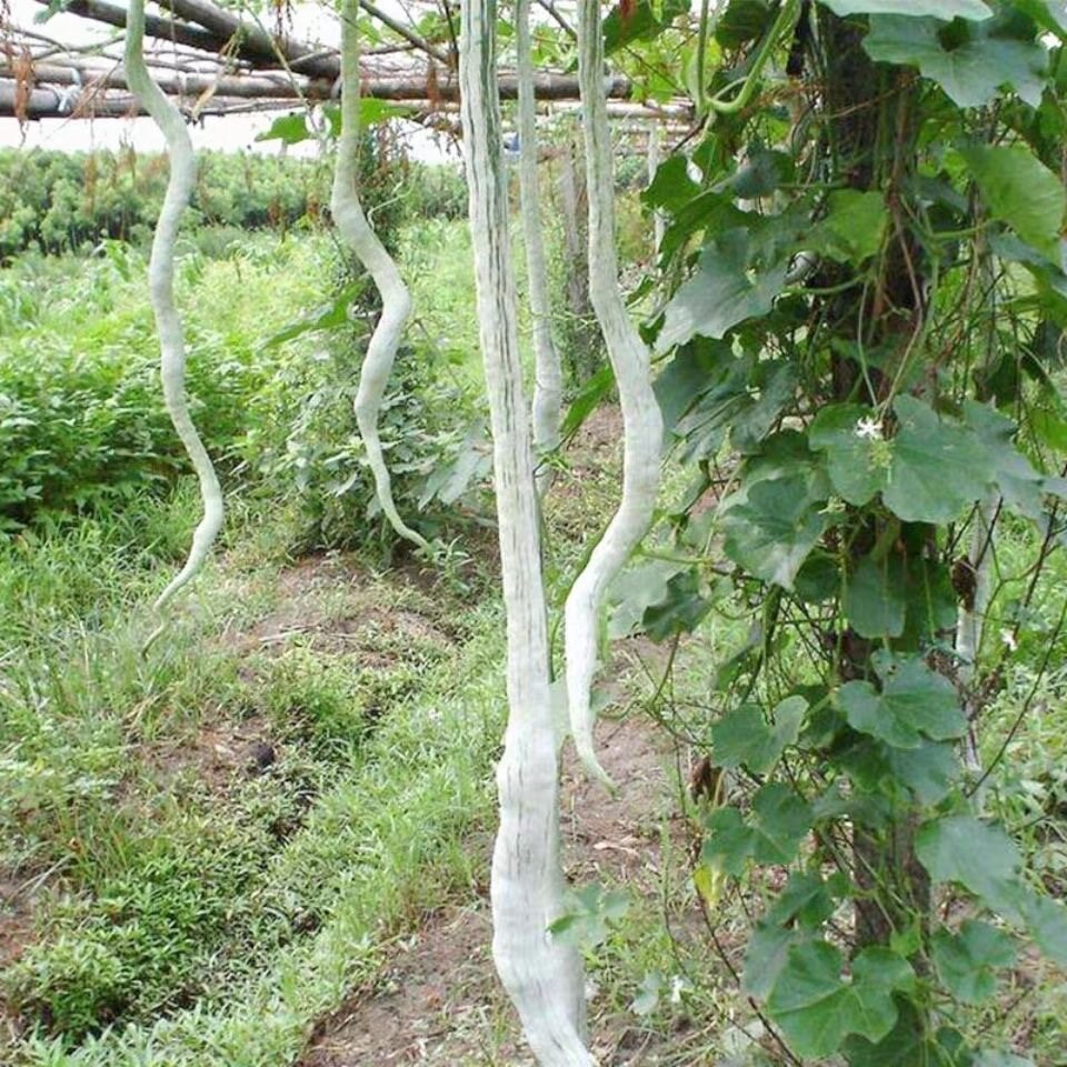 4 Cái Hạt Giống Quả Bầu Rắn Trung Quốc Hạt Giống Rau Hữu Cơ Quý Hiếm Hạt Giống Đậu Rắn Trăn Cho Vườn
