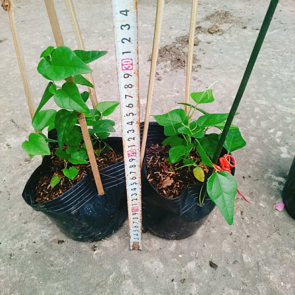 Cây sương sâm trơn (ươm cành rễ ổn định)