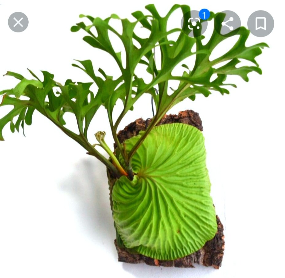 Platycerium Staghorn Ridleyi Lazada Platycerium Staghorn Ridleyi Lazada