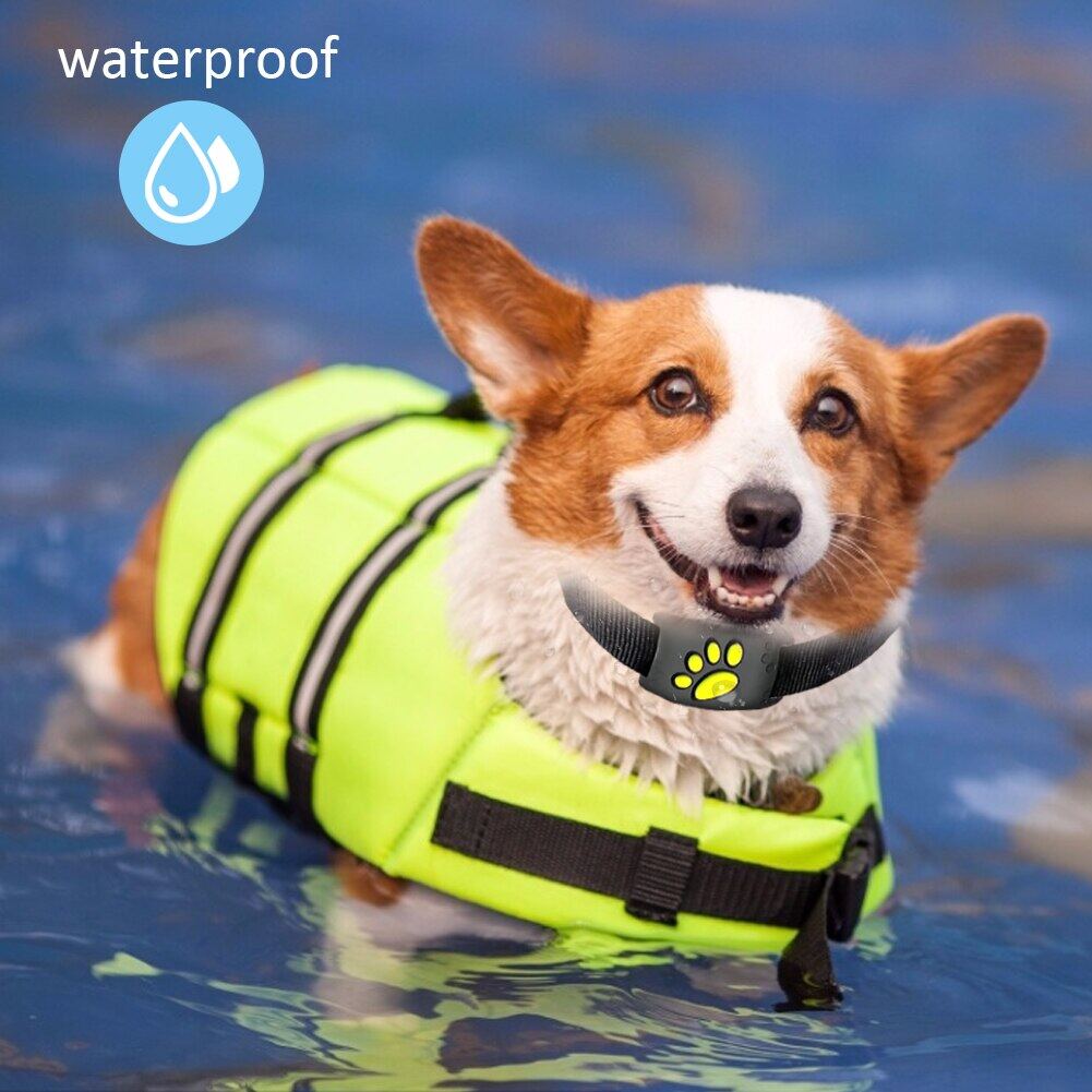 Mini dog accessories Clearance