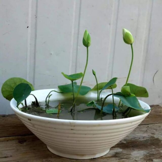 Bùn Khô Trồng Sen-Súng Mini Gói 200 Gram