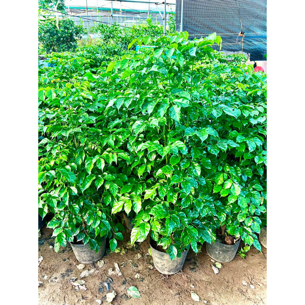 Cây hạnh phúc cao 1m1 - cây nội thất phong thuỷ (ảnh thật số 2)