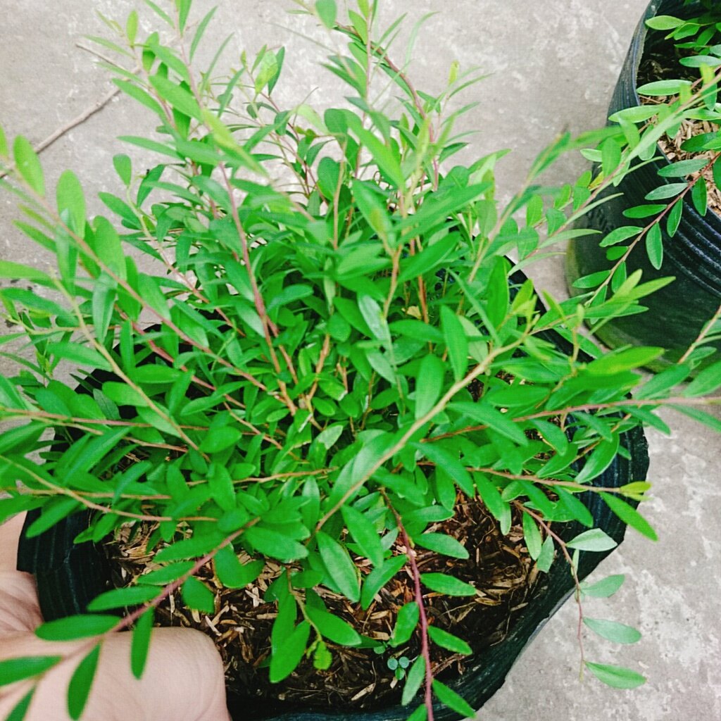 Cây Sơn Liễu Thái - cây cảnh sân vườn