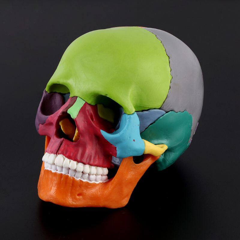 15pcs/set 4D Disassembled Color Skull Anatomical Model Detachable Teaching Tool