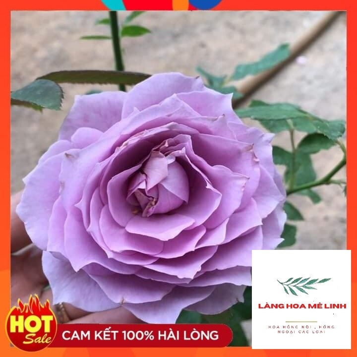 Hoa hồng màu tím Blue Storm Nhật là giống hồng bụi - màu tím lavender ,hương thơm hoa quả.