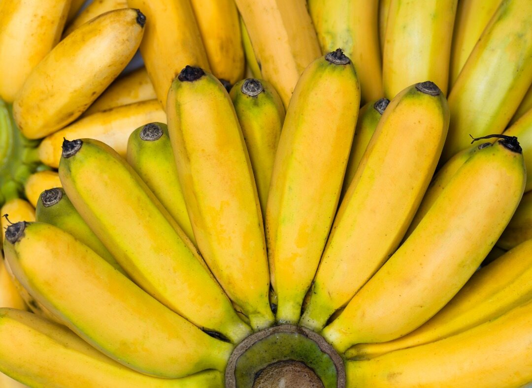 Cavendish Banana Origin Phillipines Per Bunch Lazada