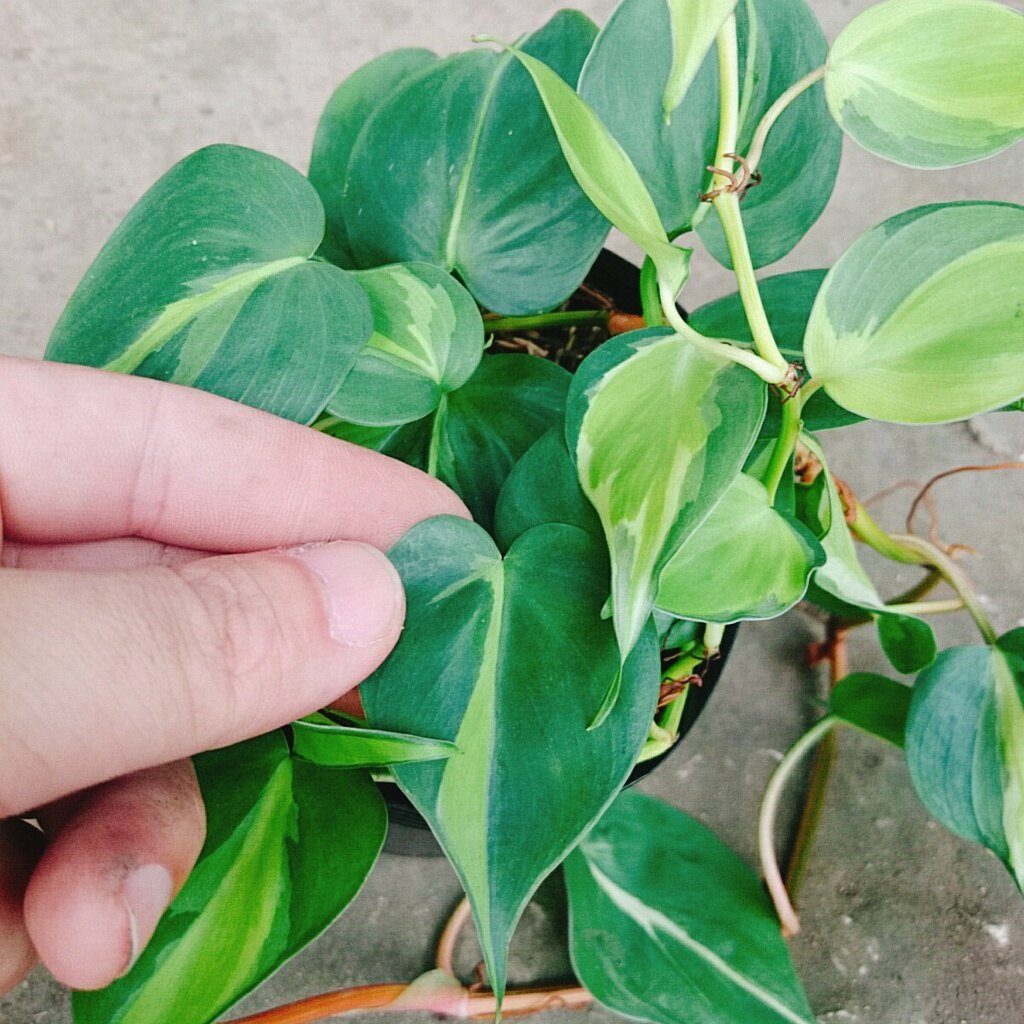 Trầu bà Brazil ( Philodenron Brazil )