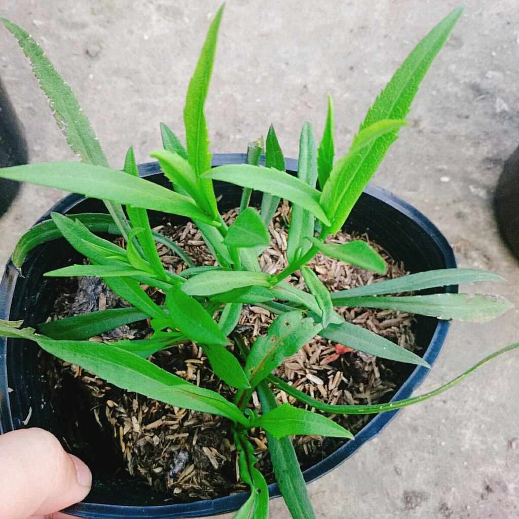 Cây Hoa Thạch Thảo (Tím) - cây cảnh để bàn