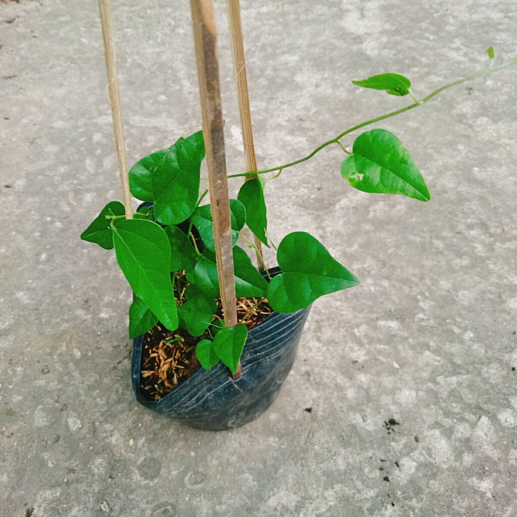 Cây sương sâm trơn (ươm cành rễ ổn định)