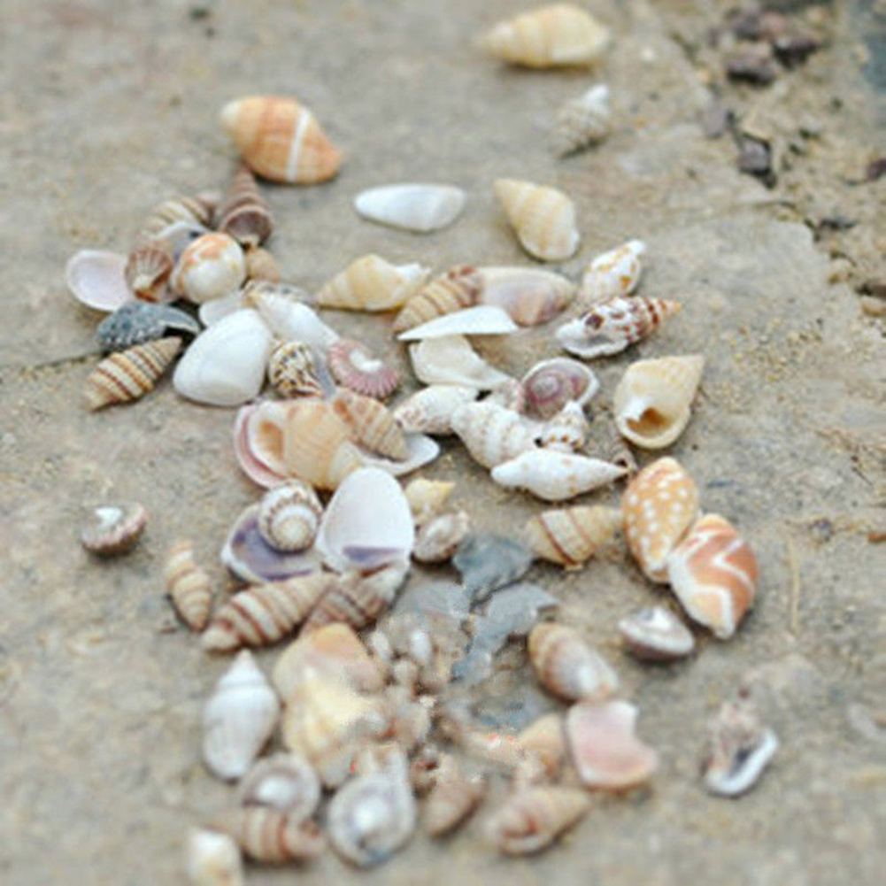 microgood Approx 40 Pcs Mini Miniature Sea Conch Shell Bonsai Lanscape Plants DIY Decor