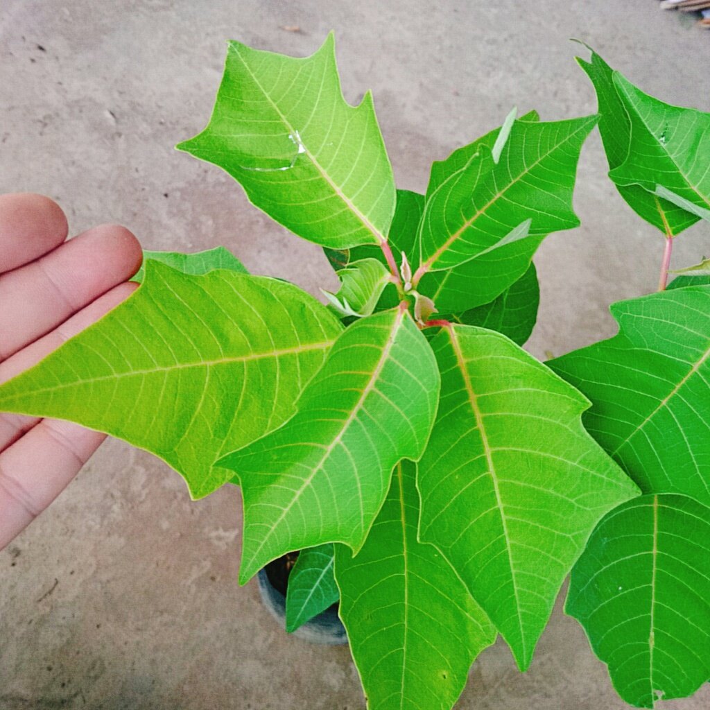 Cây Trạng Nguyên - cây cảnh để bàn