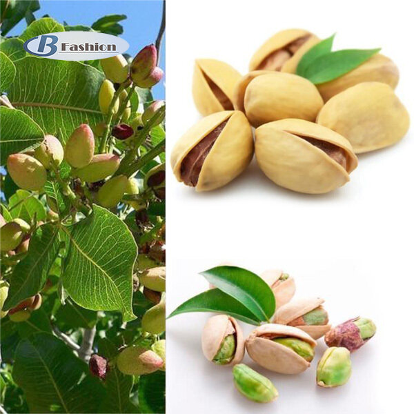 B-F 5Pcs Nut Tree Pistachios Seeds Pistacia Rare Fruit Tree Seeds Tropical Plant Nut Seed