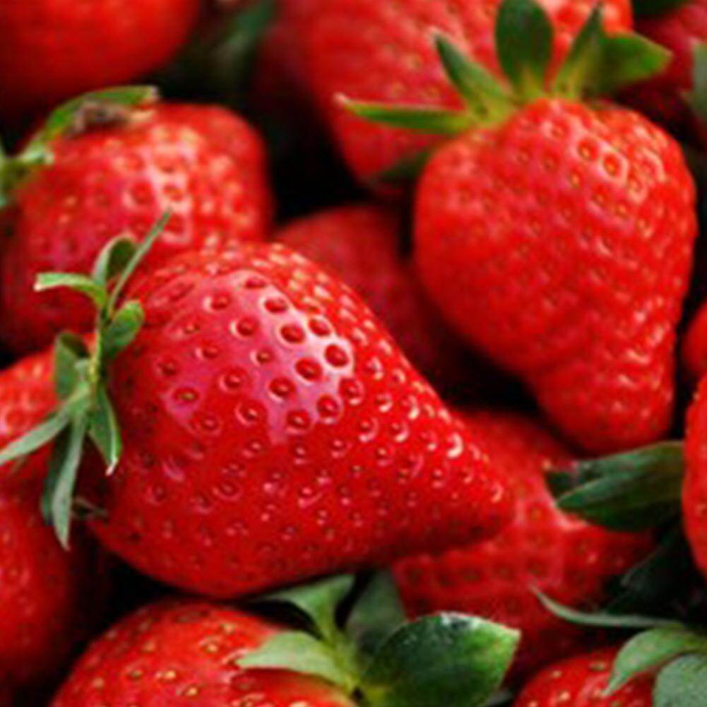 300pcs Strawberry Fruit Seeds,Wild Growth Temperature 0