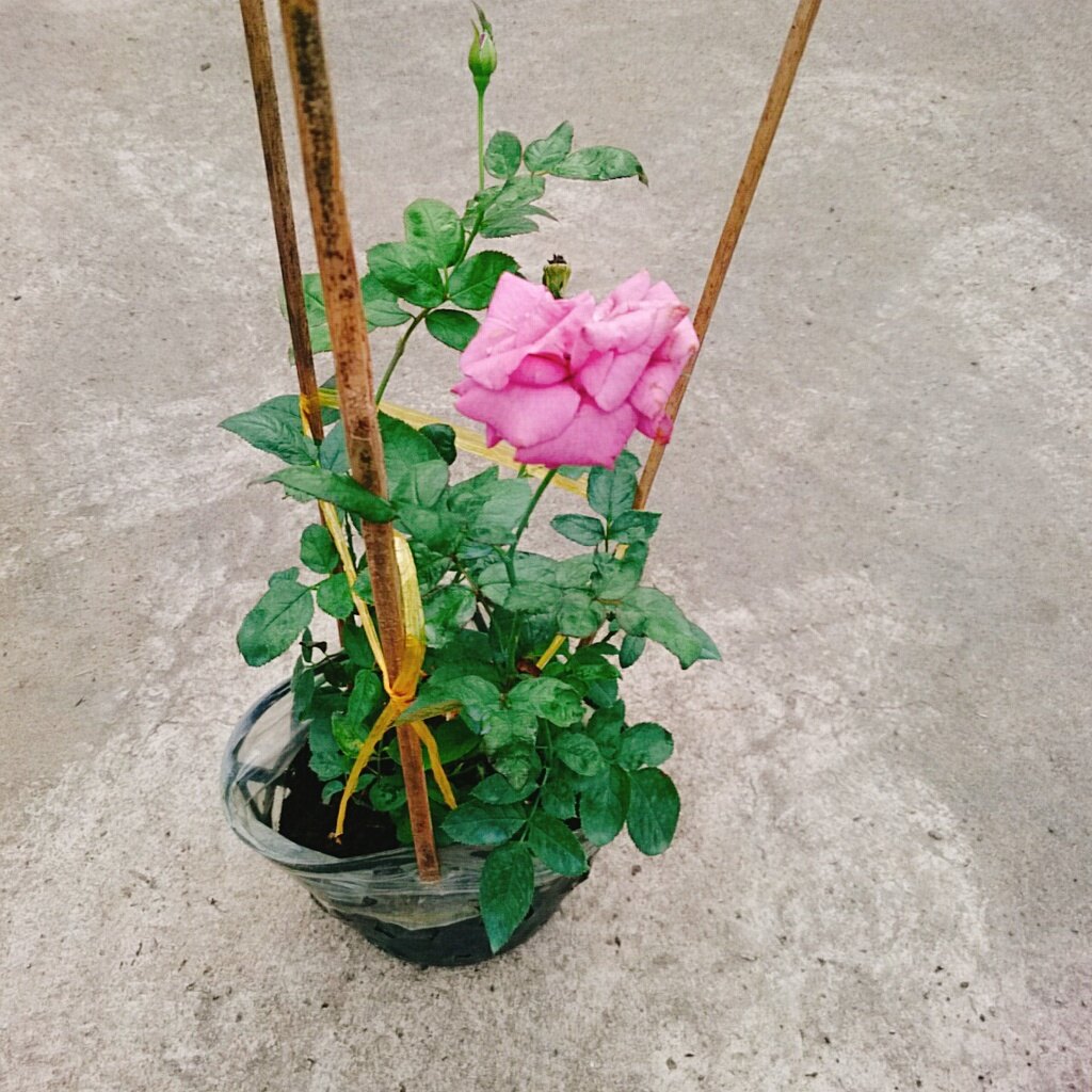 Hoa Hồng Tím ( Thank You Rose )