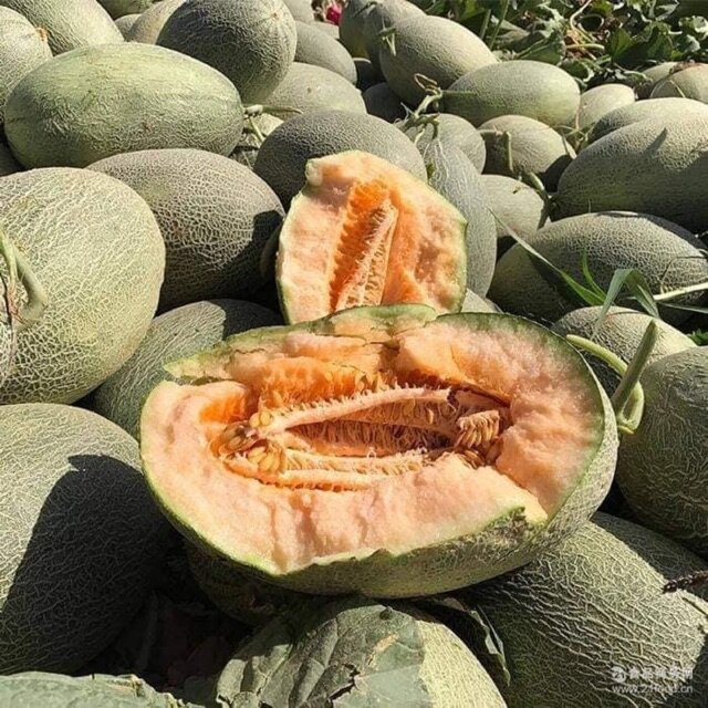 Hạt giống dưa lưới hami vỏ xanh f1