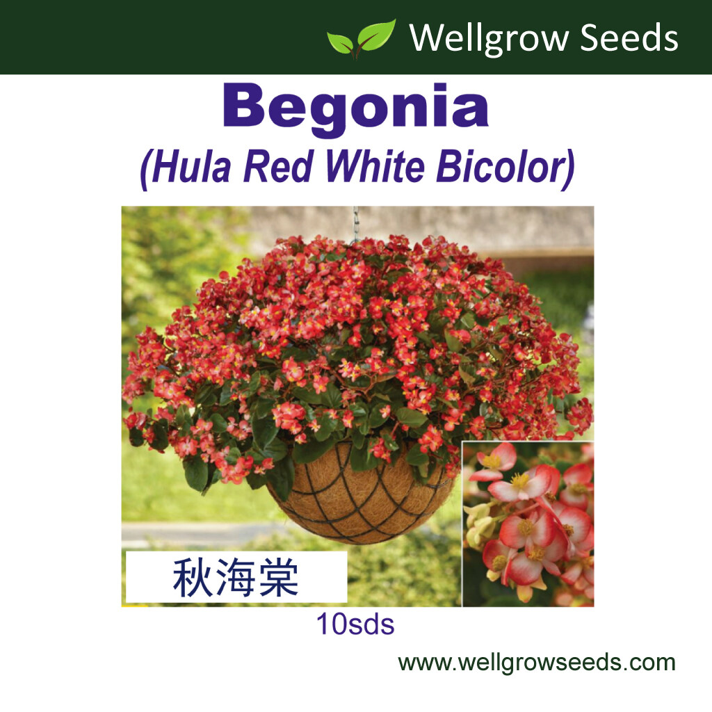 Begonia Hula Red White Bicolor (10 sds) (Trailing) Flower Seeds