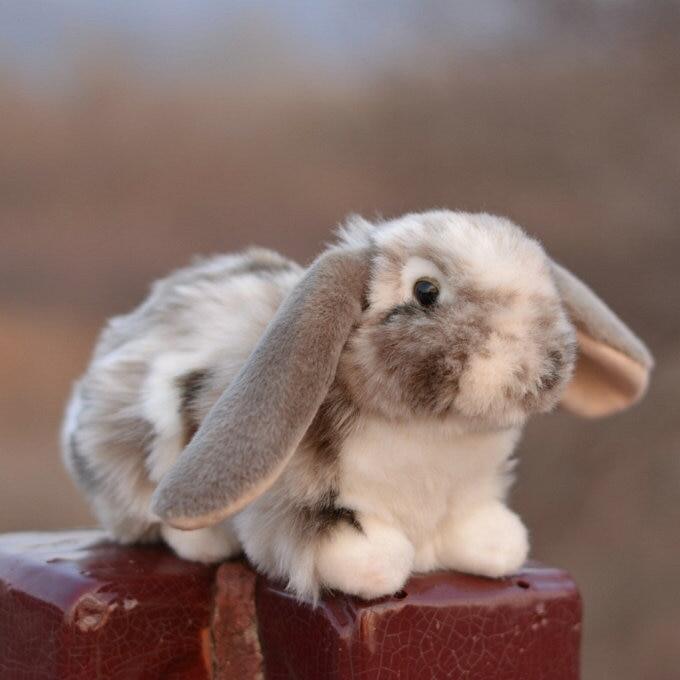 holland lop toys