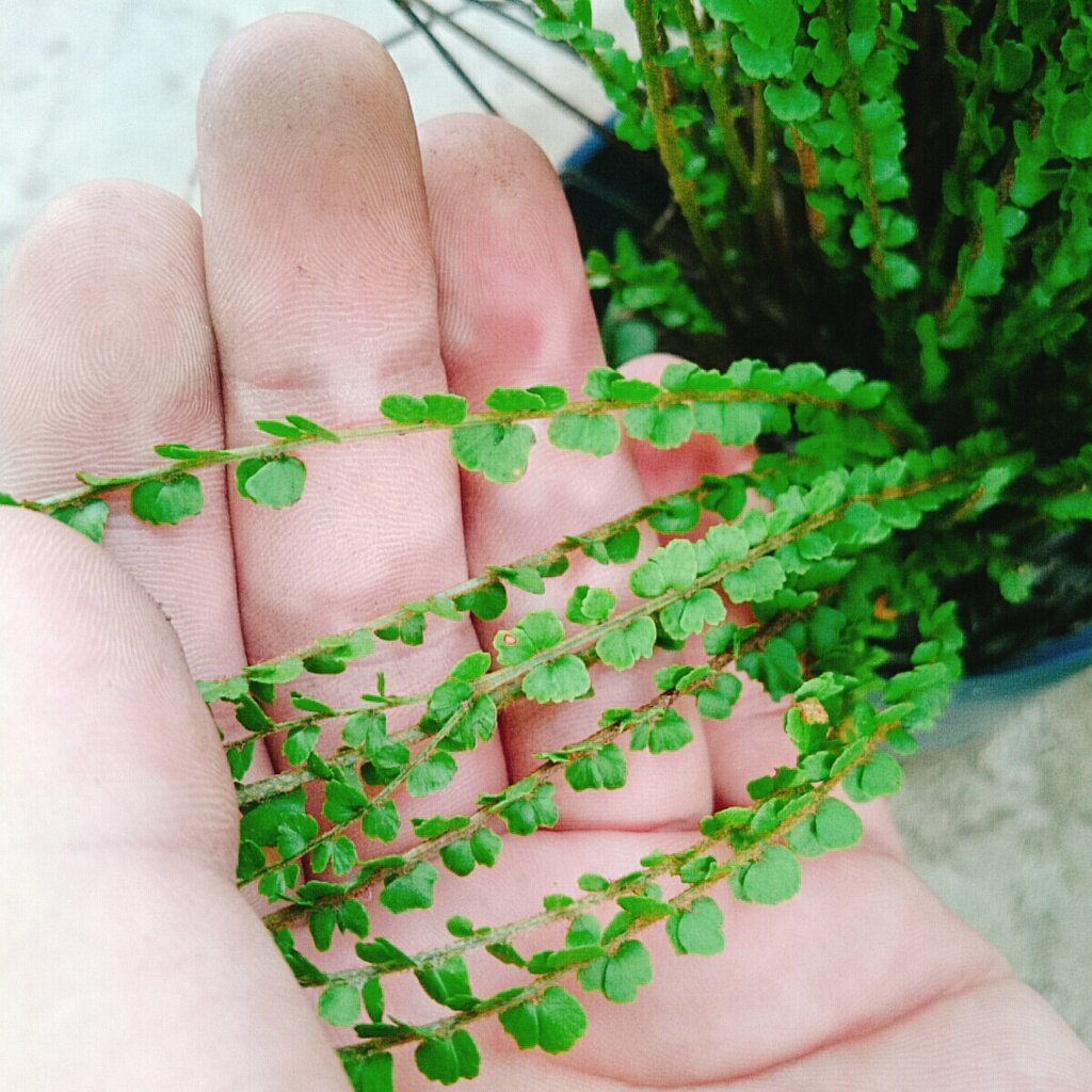 Cây Dương Xỉ Tóc Tiên - cây cảnh để bàn