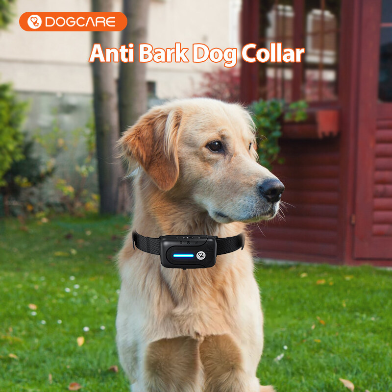 what is the best training collar for large dogs