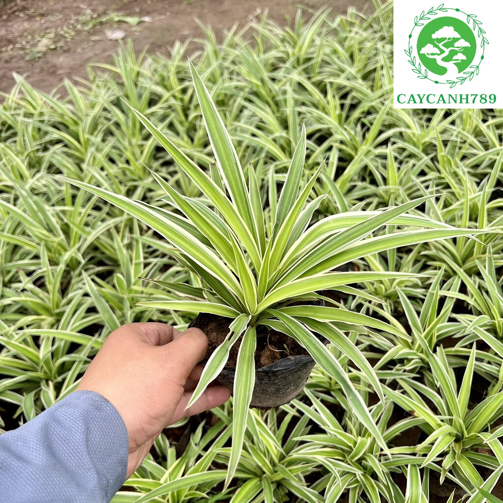 Cây cỏ lan chi - Lan bạch chỉ