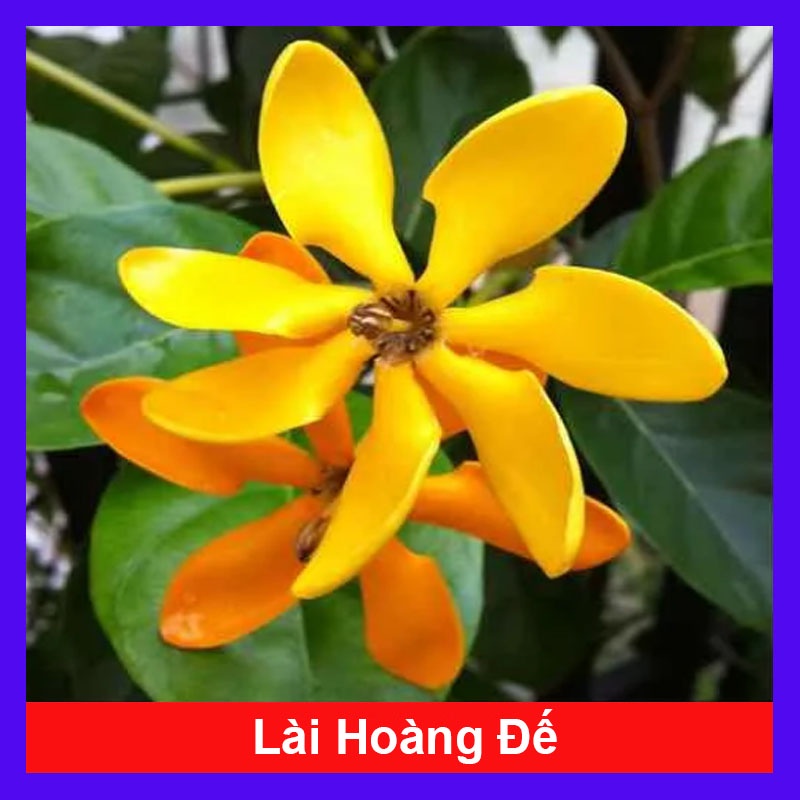 Cây Lài Hoàng Đế (Lài Hawai cho hoa lâu tàn, hương rất thơm)