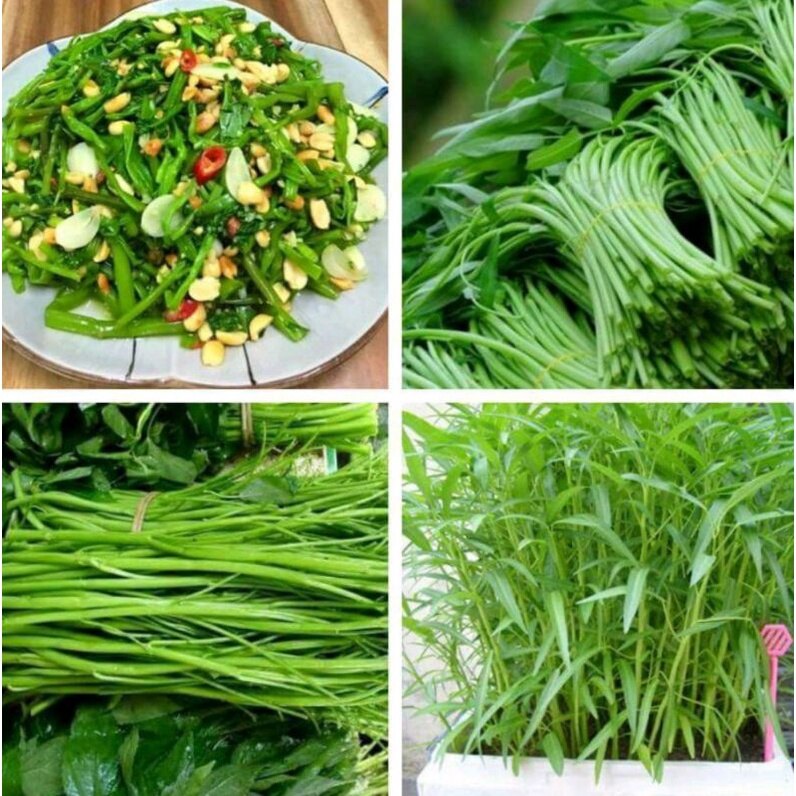 Hạt giống rau muống lá tre gói 50g