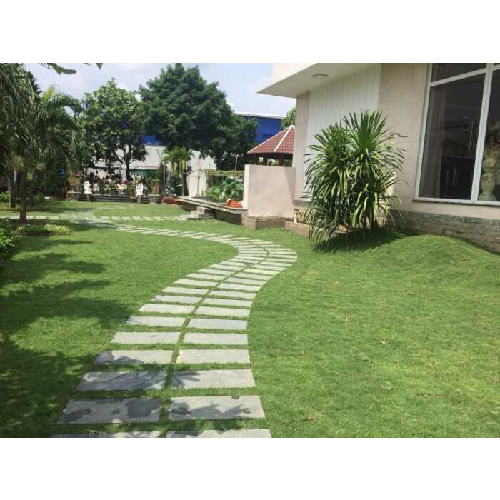 Cây cỏ nhật - Cỏ nhung nhật - cỏ lông heo (1 cuộn 0.5m2)