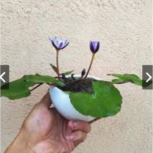 Hạt Giống Hoa Súng Thái Mini Gói 5 Hạt