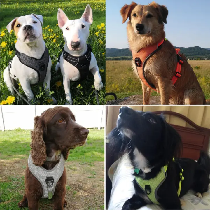 truelove dog harness