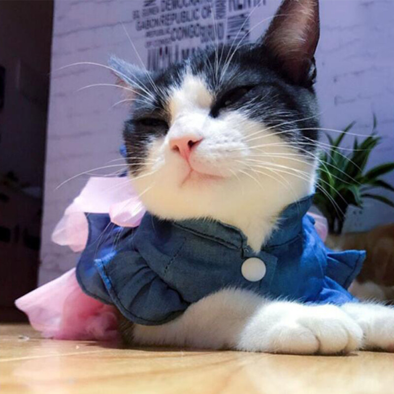 Nơ Bướm Thú Cưng Đầm Công Chúa Denim Dễ Thương, Thích Hợp Cho Thú Cưng Quần Áo Mùa Xuân Và Mùa Hè