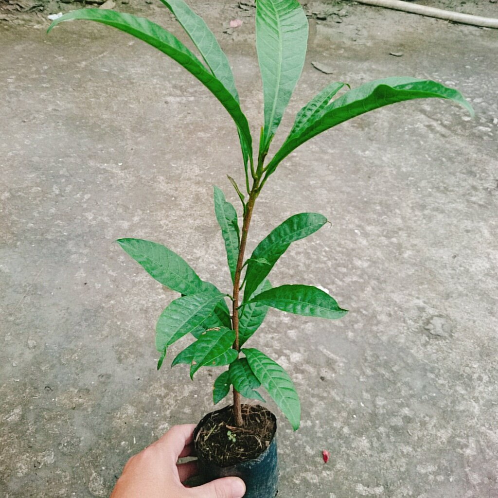 Cây lekima (cây Trứng Gà) - cây ăn quả