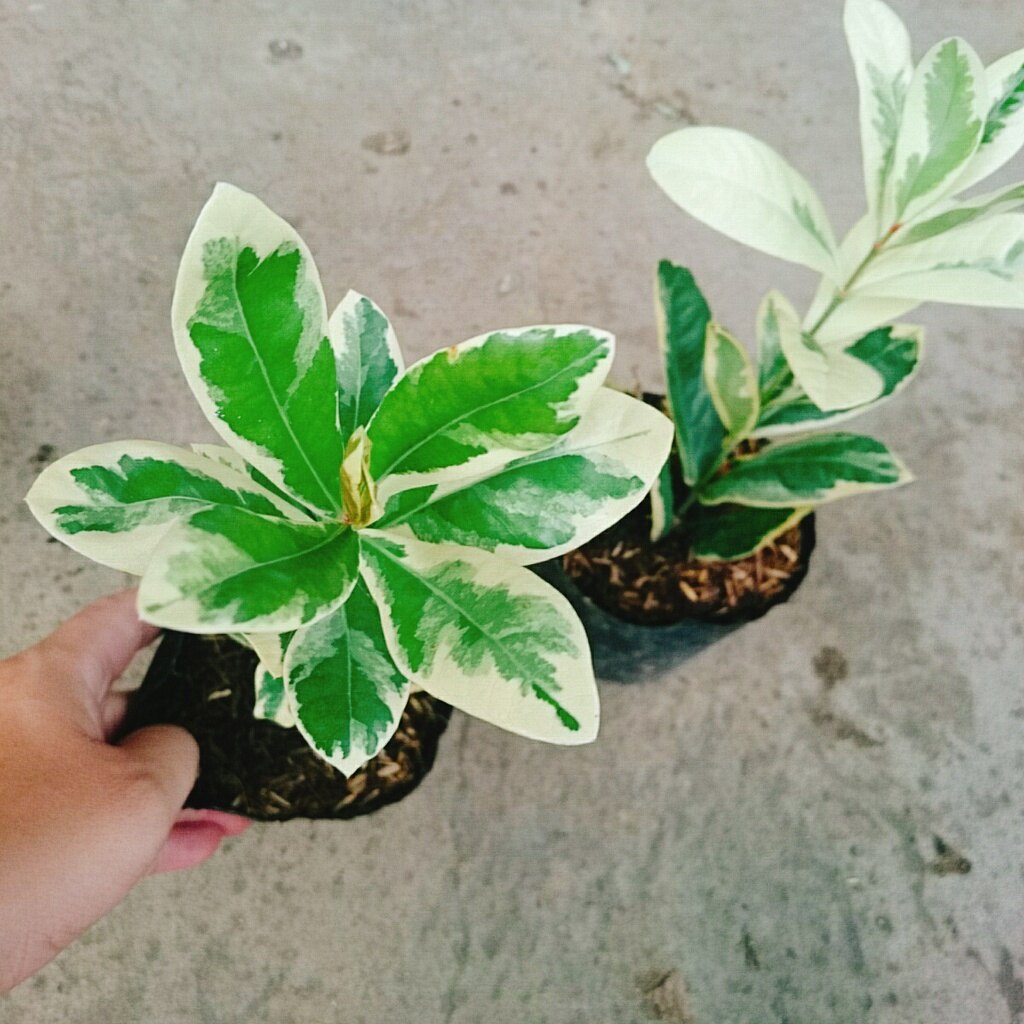 Cây Trang Mỹ Đỏ Cẩm Thạch - Trang Nhung Cẩm Thạch