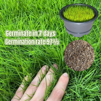 Benih Rumput Karpet (200pcs) Green Grass Seed Gardening Decoration Lawn Seeds Biji Benih Rumput Bermuda Bermuda Carpet Grass Seeds Grass Carpet Real Live Plant Seeds Air Plant Herb Seeds Bermuda Grass Seeds for Garden/Park/Soccer Field/Golf Course/Garden