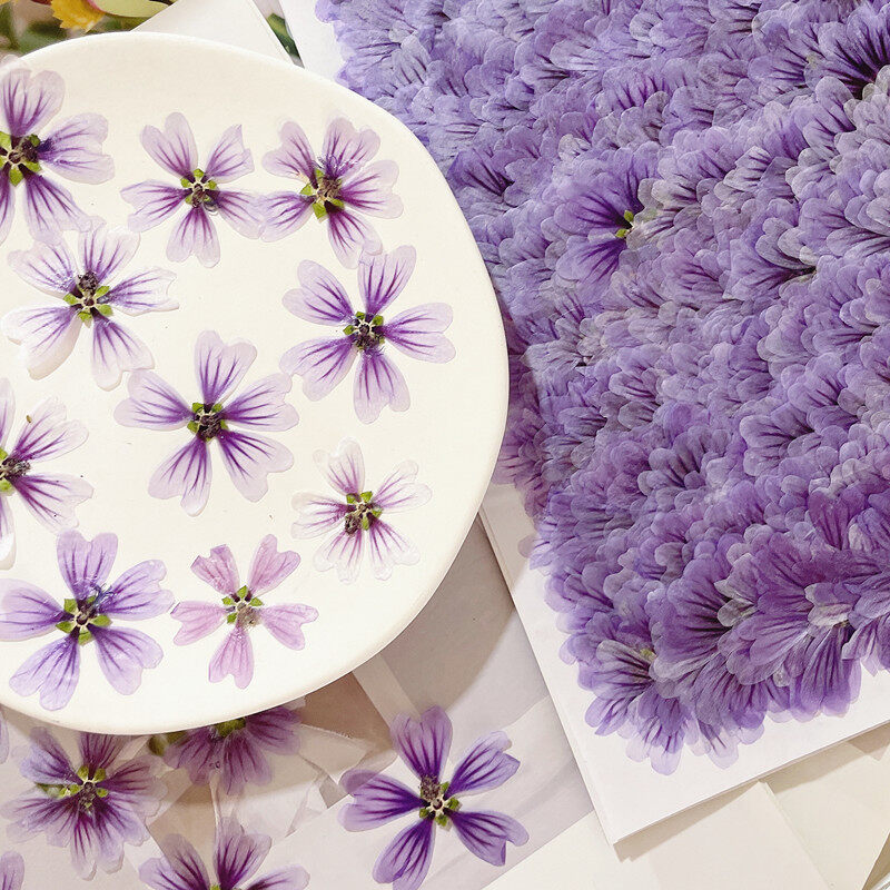 12pcs Real Dried Pressed Flower Mallow Marshmallow Dried Flowers