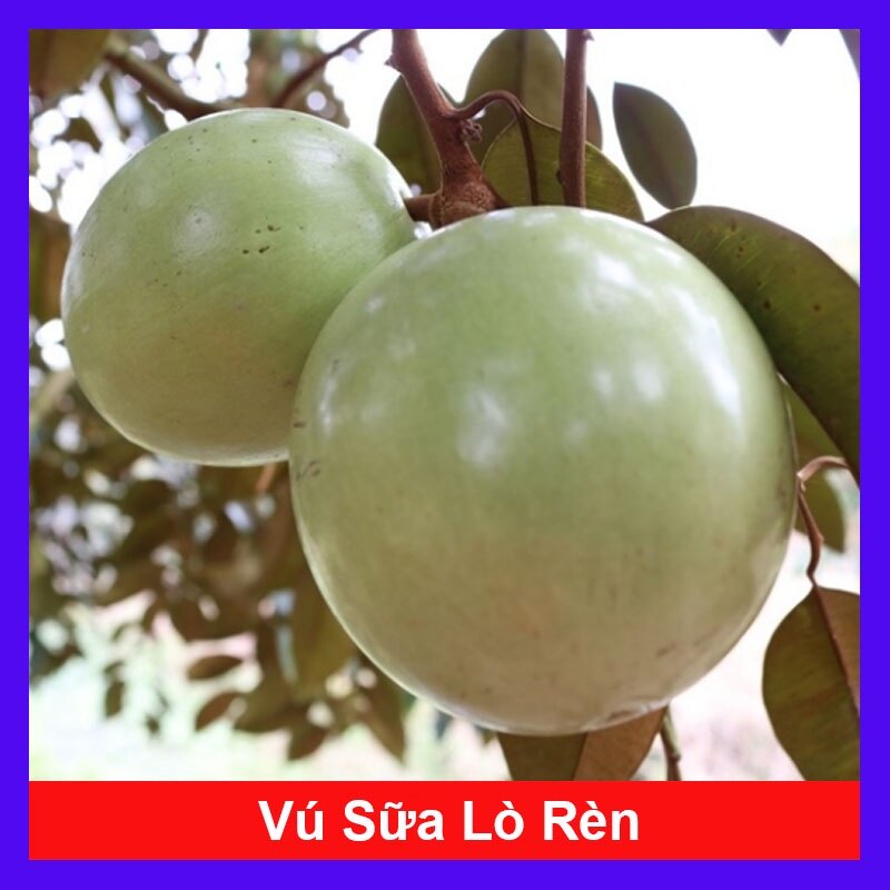 Cây vú sữa lò rèn - cây ăn quả