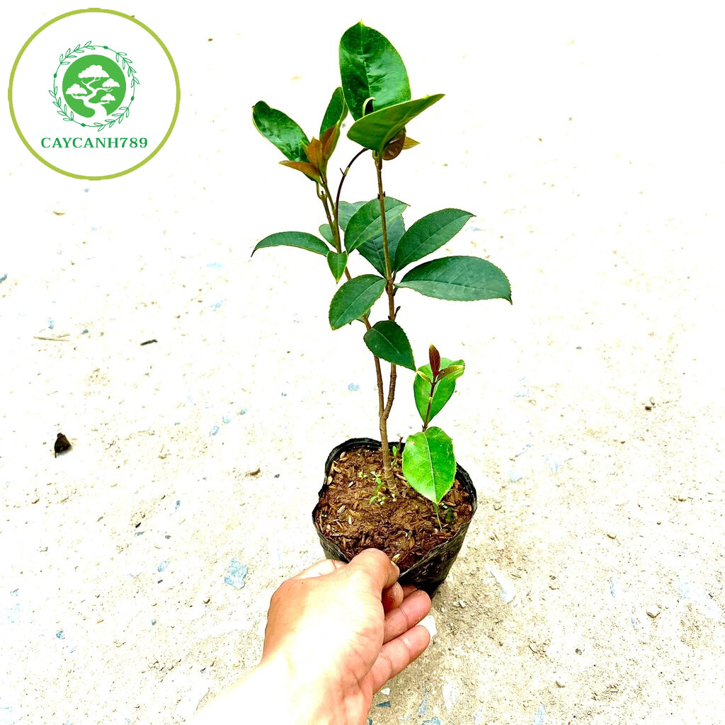 Cây mộc hương ta hoa vàng cao 50cm..