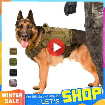 german shepherd working dogs for sale