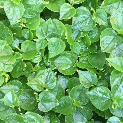 Hạt giống rau càng cua 100 hạt