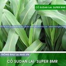 Hạt giống cỏ Sudan Super BMR - Cỏ Ngô (gói 100g)