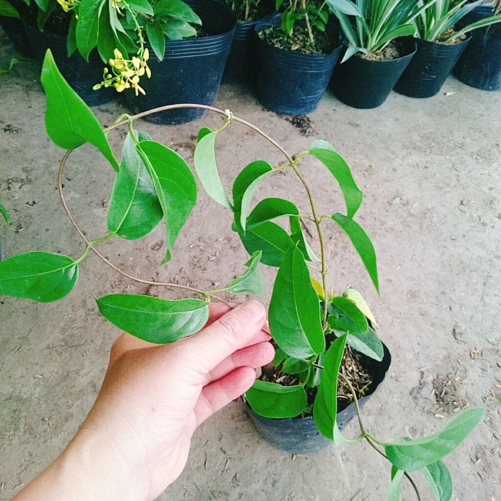 Cây Mai Hoàng Yến ( Kim đồng leo )