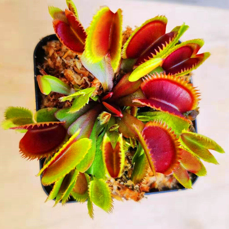 50 pcs Venus flytrap plant Nepenthes flower seed Insectivorous