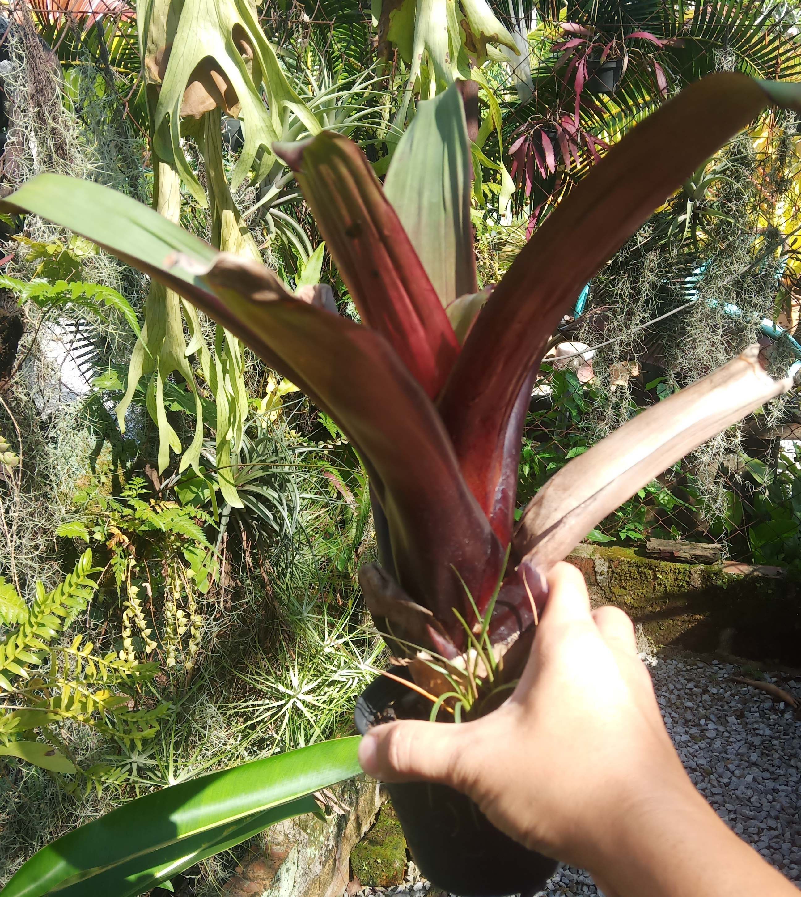 Bromeliad Imperialis rubra - small | Lazada