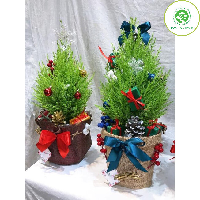 Cây tùng thơm cao 50-60 cm + trang trí noel
