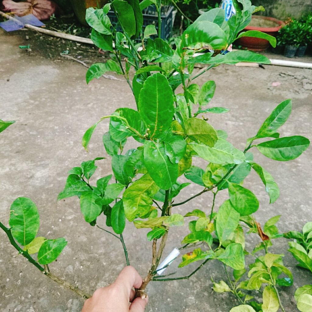 Cây chanh đào - rất thơm, mọng nước, ruột hồng