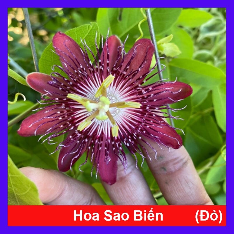 Cây Hoa Sao Biển - cây cảnh đẹp