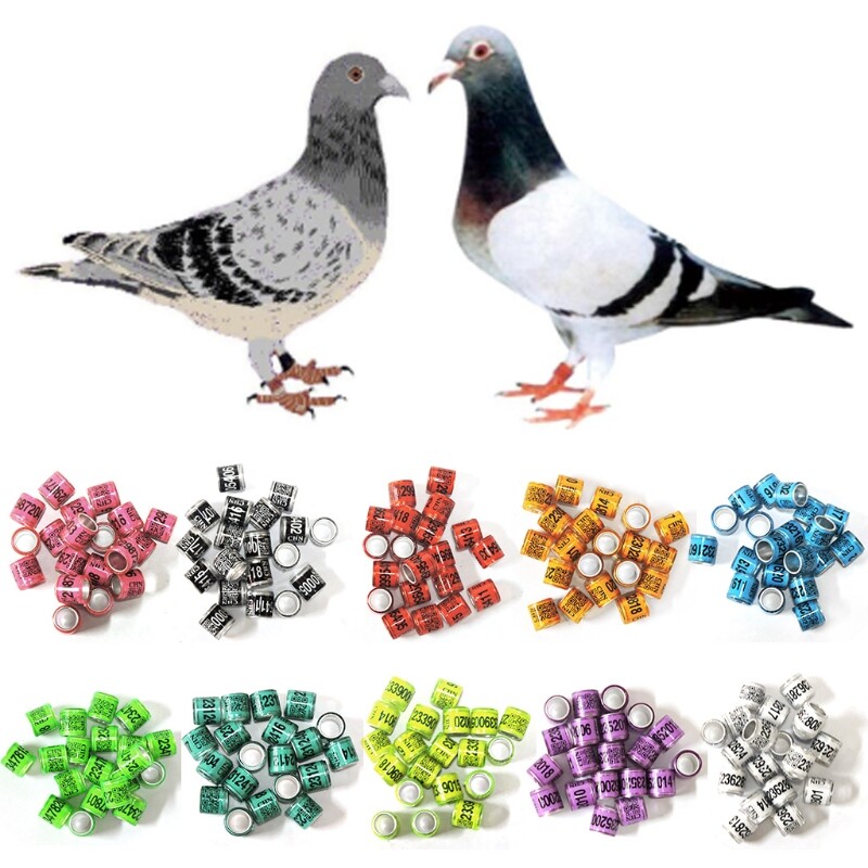 50 Pcs Multi-colored pigeon ring with identification number, 8 mm diameter, 11 mm height